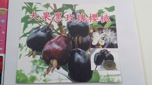 大果黑玫瑰櫻桃