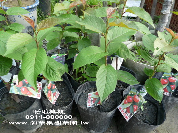 暖地櫻桃