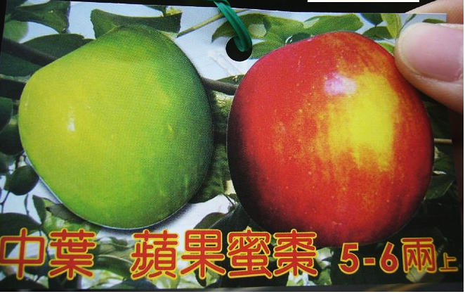 中葉蜜棗(蘋果)