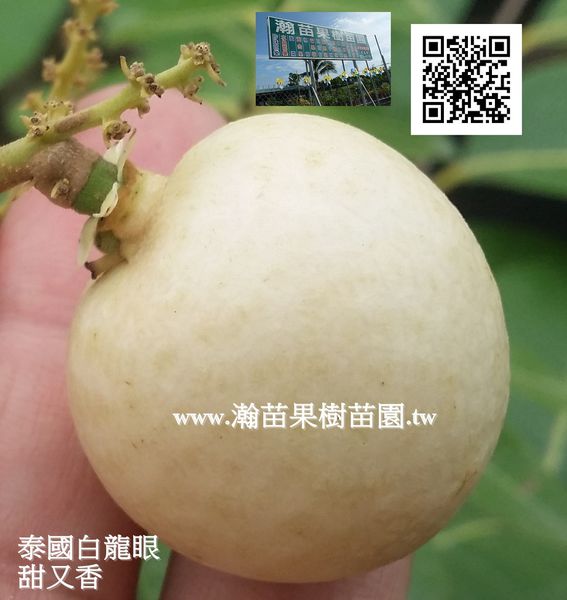 泰國白龍眼