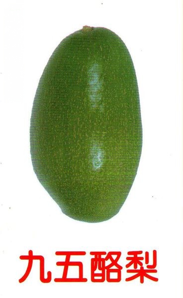 九五酪梨