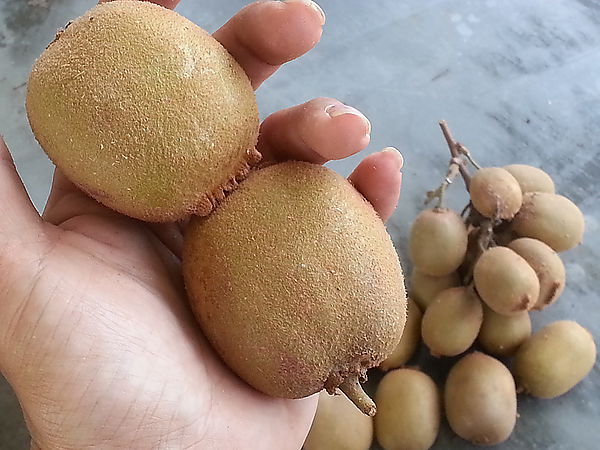 黃金奇異果1公6母