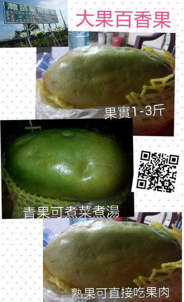大果百香果
