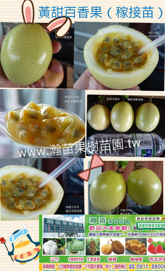 黃甜百香果