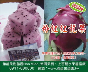 粉紅紅龍果