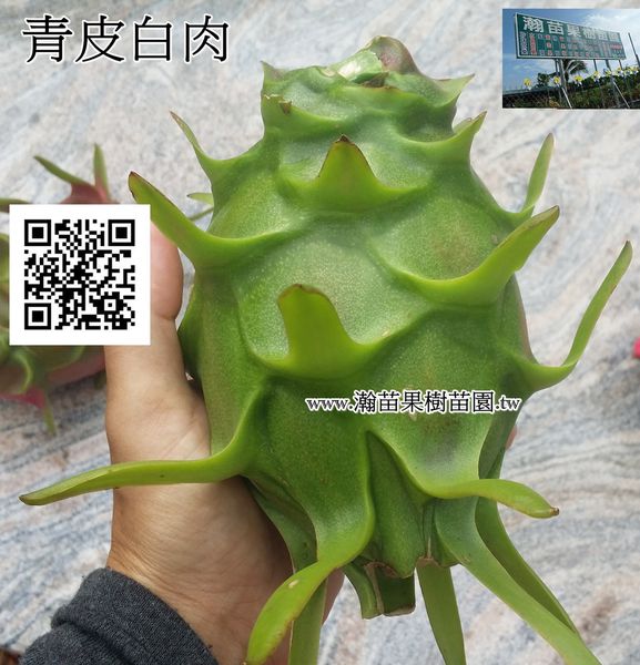 青皮白肉