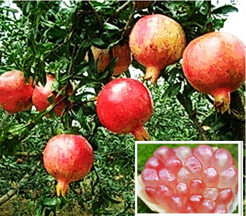 蒙自甜綠子石榴