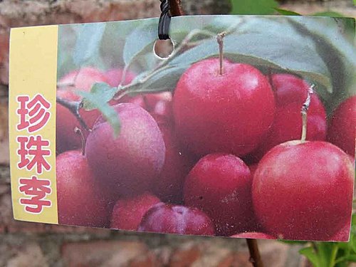 珍珠李