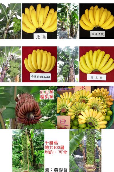 北蕉、玉山蕉、寶島蕉