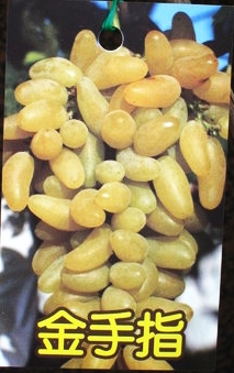 金手指葡萄