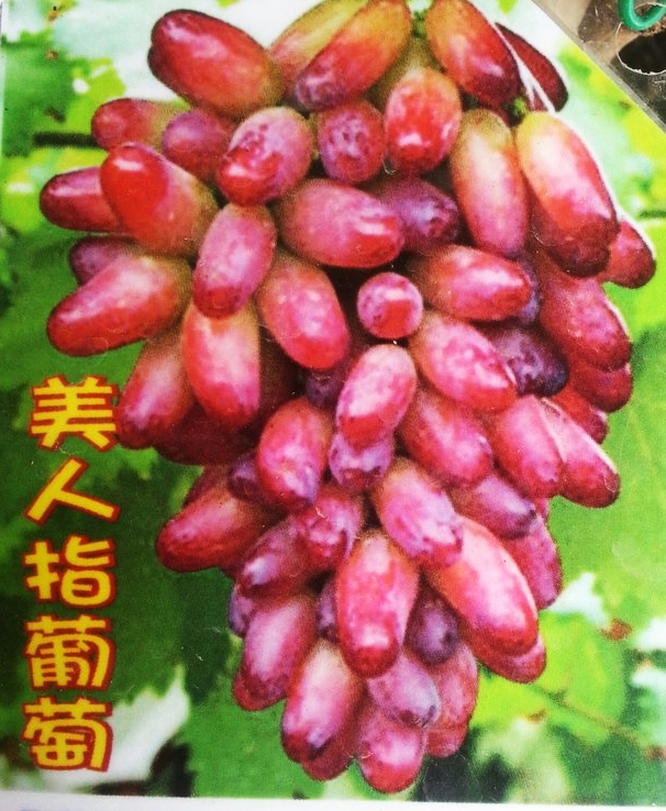 美人指葡萄