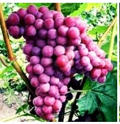 寒香蜜無籽葡萄