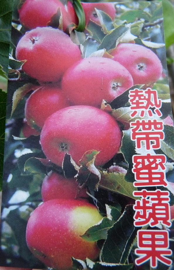 熱帶蜜蘋果