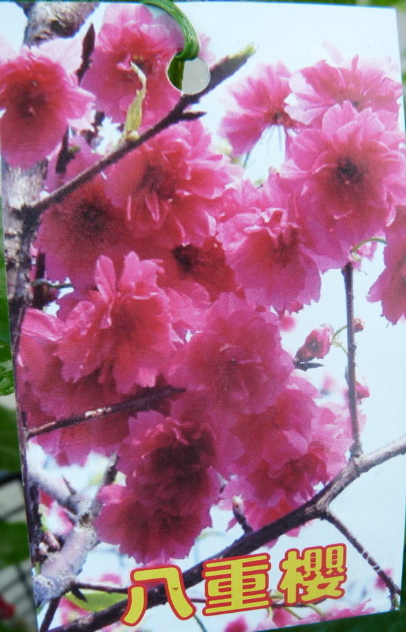 八重櫻