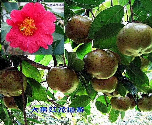 大果紅花油茶