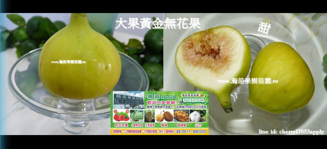 黃金無花果