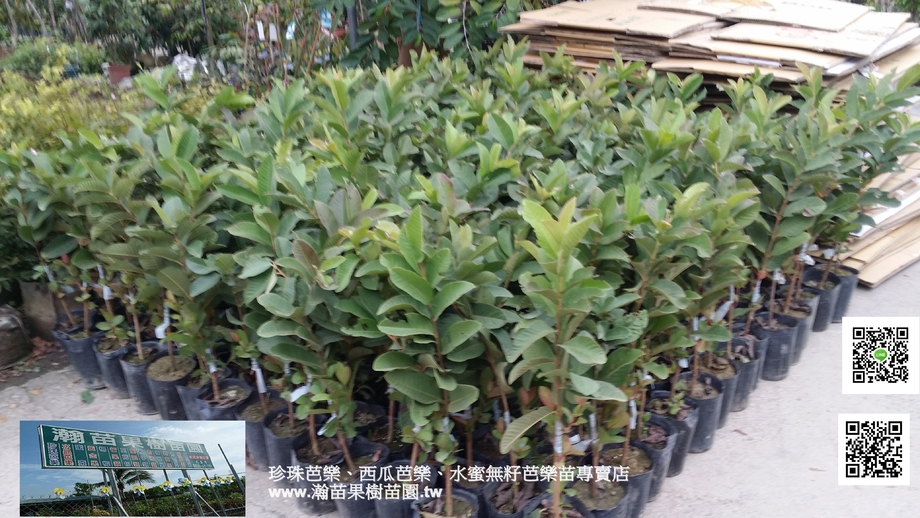 珍珠芭樂(自取)