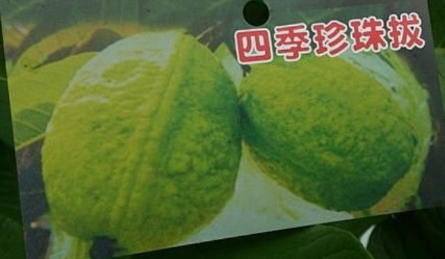 珍珠芭樂(土粒)自取