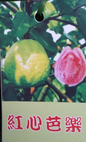 紅心芭樂