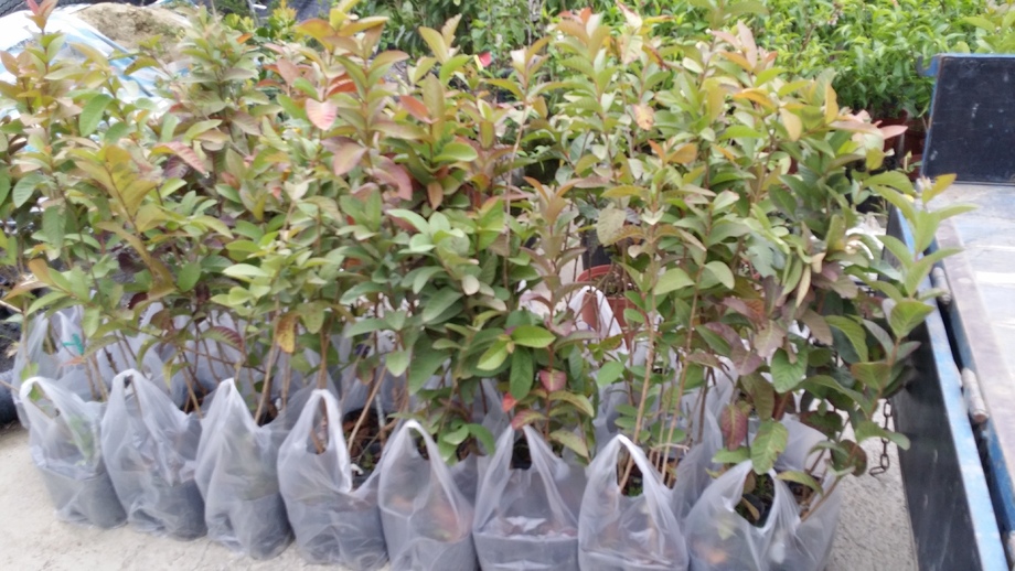 土芭樂(土地變更拍照用)(土球)一單位50棵，含運。高度60-100cm