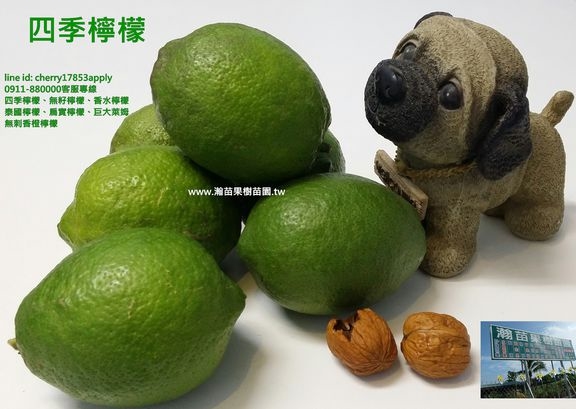 四季檸檬(中苗)會開花結果型