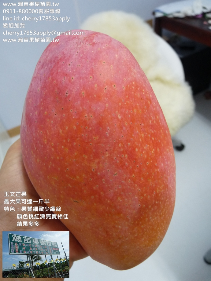 玉文芒果