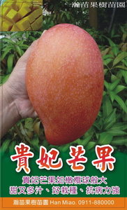 貴妃芒果(果樹盆栽)2~3年中苗