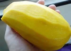 四季蜜芒果(果樹盆栽)