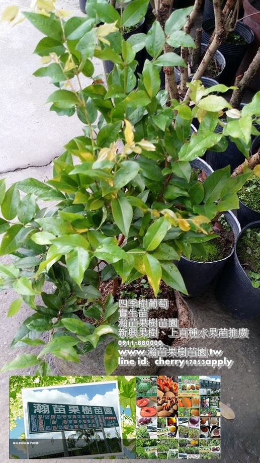 早生四季樹葡萄