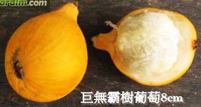 巨無霸樹葡萄(嘉宔果)