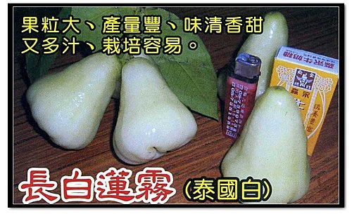 長白蓮霧(泰國白)