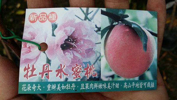 牡丹水蜜桃