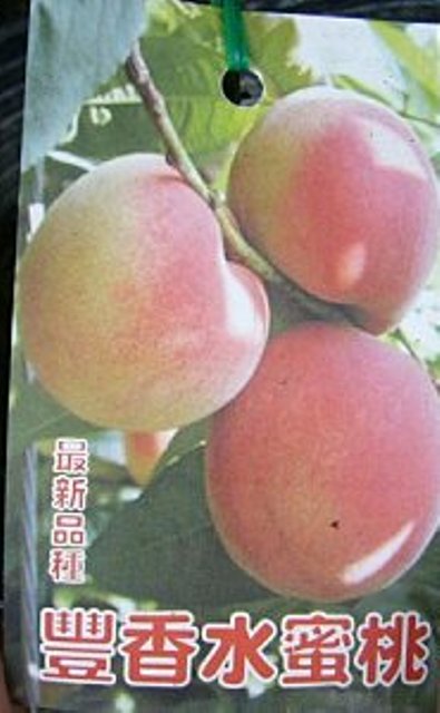 豐香水蜜桃