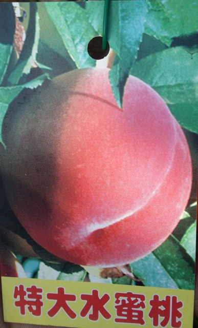 特大水蜜桃