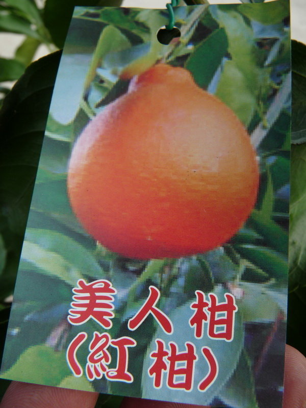 美人柑(紅柑)
