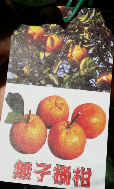 桶柑(又稱年柑)