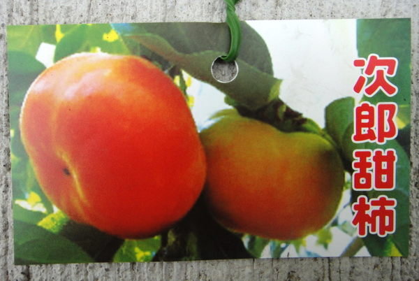 日本次郎甜柿