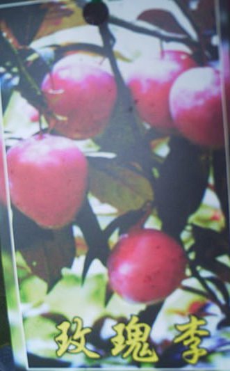 玫瑰李