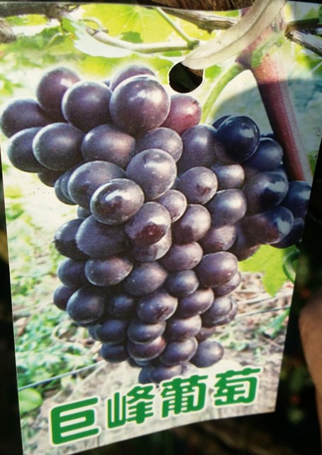 巨峰葡萄
