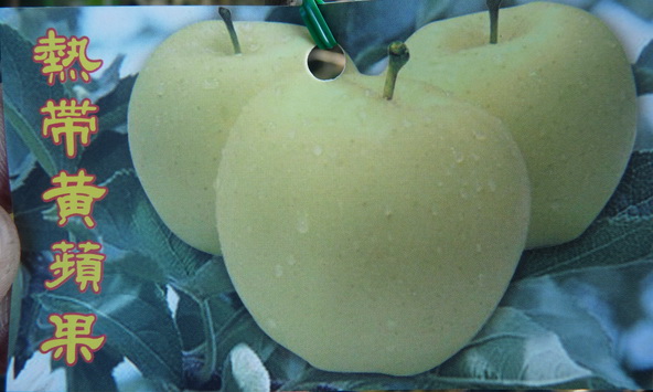 平地黃蘋果