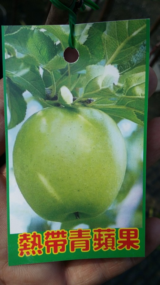 熱帶青蘋果