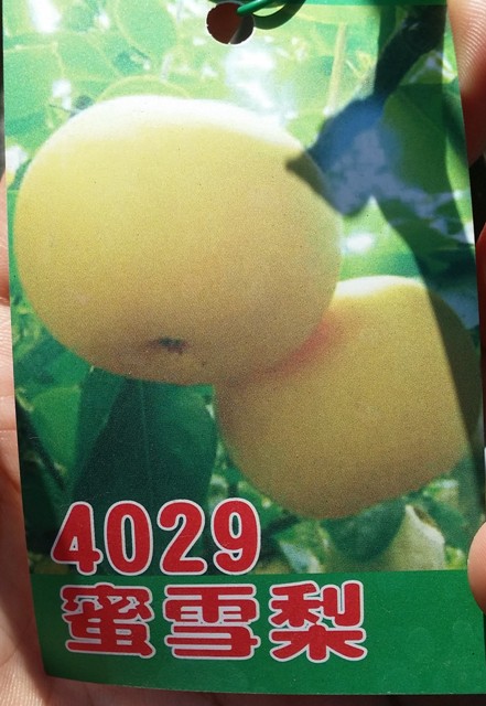4029熱帶蜜雪梨