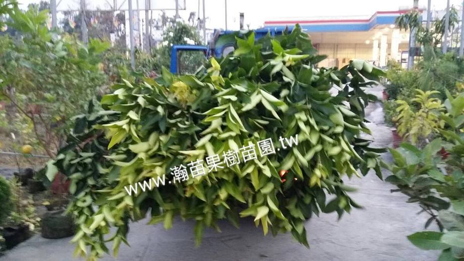 青鑽石蓮霧200公分高