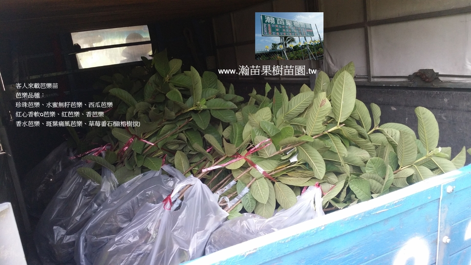 客人來載芭樂苗