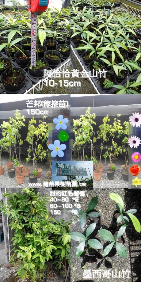 芒邦、阿恰恰黃金山竹、黑西哥山竹