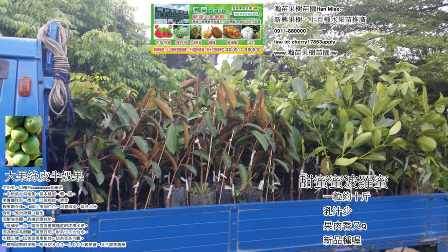 肉扁扁十六牛奶果、大果綠皮牛奶果