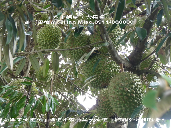 台灣結果累累榴槤