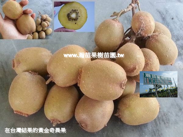 黃金奇異果結果累累