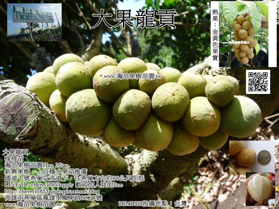 大果龍貢開花結果