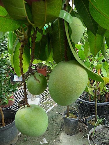 黃金蜜芒果(金蜜)